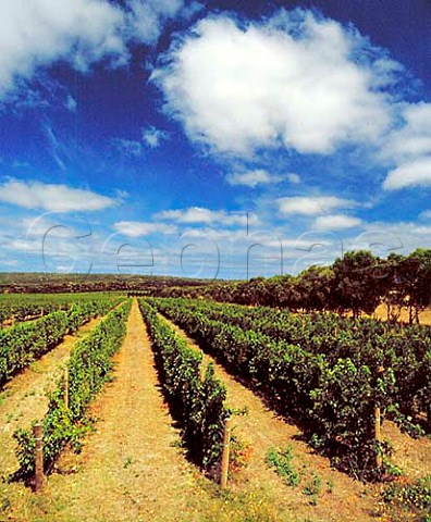 Cape Mentelle vineyards Margaret River   Western Australia