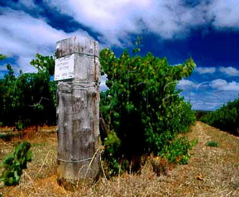 Semillon vines of Cape Mentelle Margaret River   Western Australia