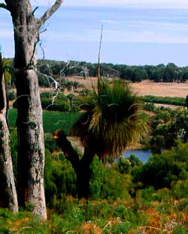 Black Boy above Brookland Valley Vineyard   Wilyabrup  Western Australia  Margaret River