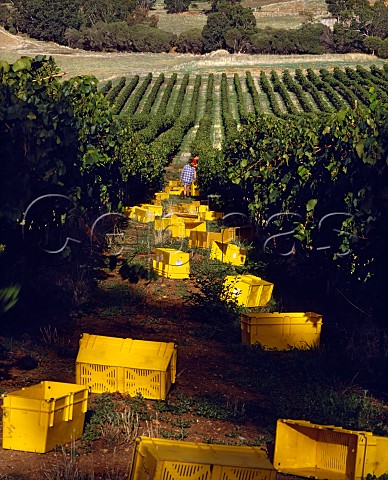 Harvesting Chardonnay grapes at Chittering Estate   Chittering Western Australia  Perth Hills