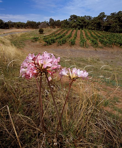 Wild flowers around vineyard of   Houghton Wines Perth Western Australia  Swan Valley