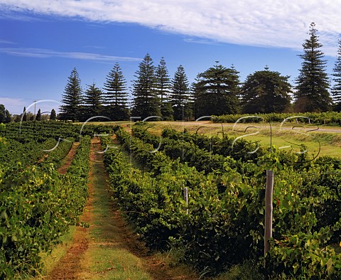 Vineyard of Houghton Wines Perth   Western Australia   Swan Valley