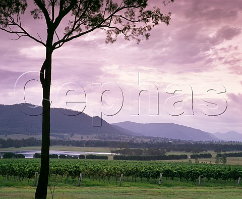 Vineyard of Winmark Wines Broke New South Wales Australia  Lower Hunter Valley