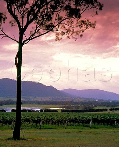 Vineyard of Winmark Wines Broke New South Wales Australia Lower Hunter Valley