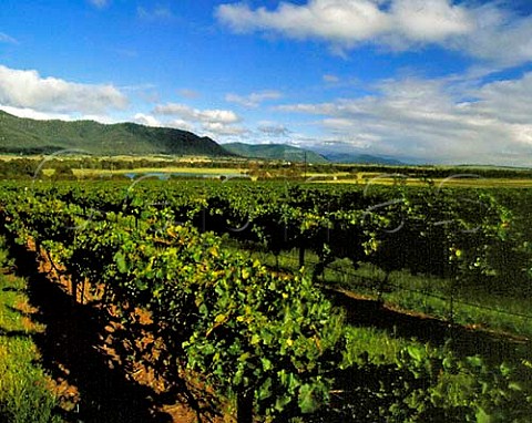 Vineyard of Winmark Wines Broke New South Wales Australia Lower Hunter Valley