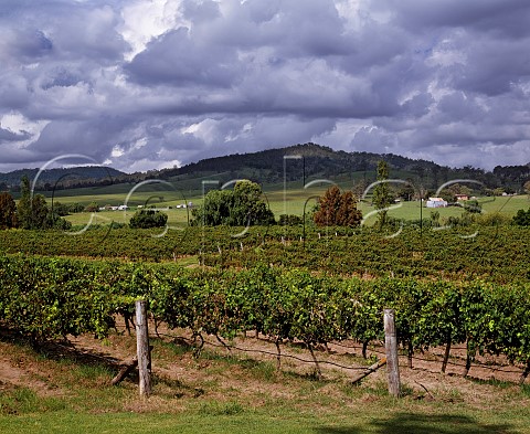 Dalwood Estate vineyards on the banks of the Hunter River near Branxton New South Wales Australia   Lower Hunter Valley