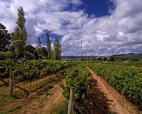 Dalwood Estate vineyards on the banks of the Hunter River near Branxton New South Wales Australia  Lower Hunter Valley