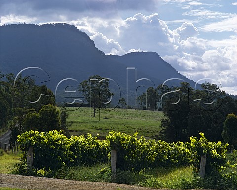 Chardonnay vines in Tyrrells Short Flat Vineyard   with the Brokenback Range beyond Pokolbin   New South Wales Australia     Lower Hunter Valley