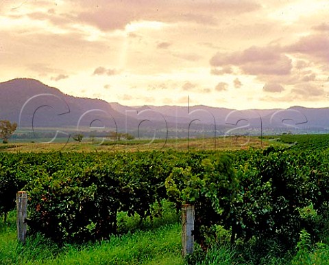 Lindemans Broke vineyard Broke New South Wales   Australia  Lower Hunter Valley