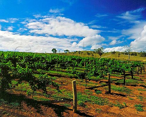 Roxburgh Vineyard of Rosemount Estate 150 hectares   at an altitude of around 250 metres in the Upper   Hunter Valley New South Wales Australia