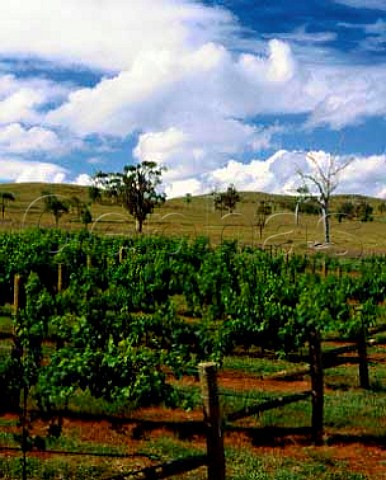 Rosemount Estates Roxburgh Vineyard  Denman New South Wales Australia  Upper Hunter Valley