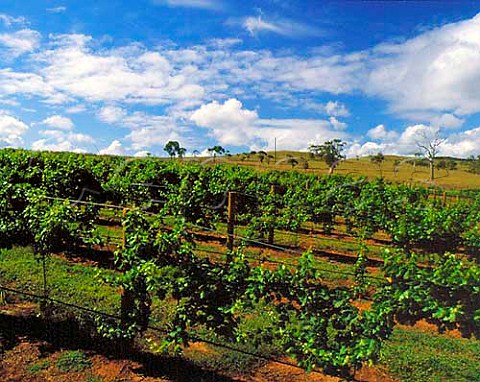 Roxburgh Vineyard of Rosemount Estate   150 hectares at an altitude of around 250 metres in   the Upper Hunter Valley New South Wales Australia