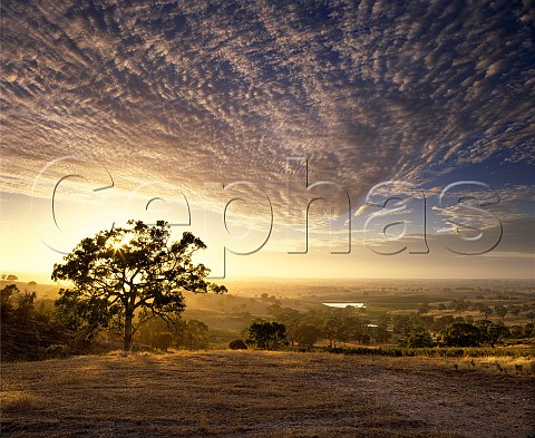 Sunrise over the vineyards of Mountadam Estate on the High Eden Ridge east of the Barossa Valley  Eden Valley South Australia  Eden Valley