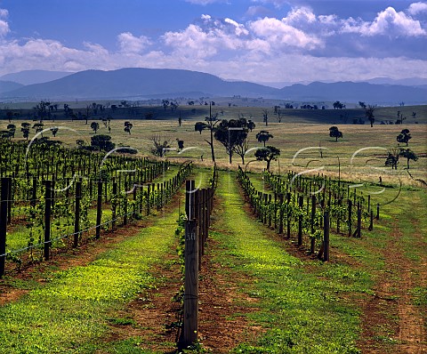 Rosemount Estates Roxburgh vineyard Denman New South Wales Australia   Upper Hunter Valley