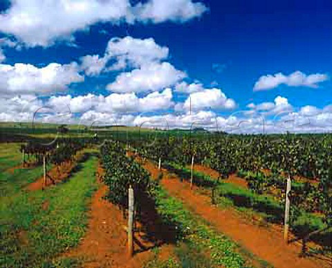Rosemount Estates Roxburgh vineyard  Denman New South Wales Australia  Upper Hunter Valley