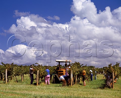 Harvesting Chardonnay grapes in Roxburgh vineyard of   Rosemount Estate Denman New South Wales  Australia    Upper Hunter Valley