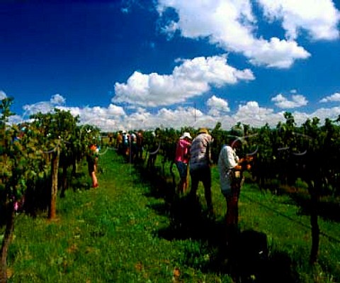 Harvesting Chardonnay grapes in Roxburgh vineyard of   Rosemount Estate Denman New South Wales Australia   Upper Hunter Valley