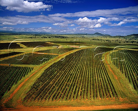 Roxburgh vineyard of Rosemount Estate   near Denman New South Wales Australia  Upper Hunter Valley
