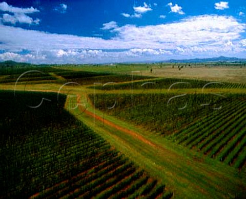 The 150hectare Roxburgh vineyard of Rosemount   Estate Denman New South Wales Australia   Upper Hunter Valley