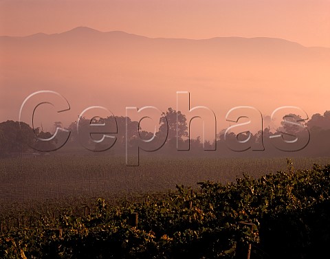 Dawn breaking over the vineyards of Coldstream  Hills Coldstream Victoria Australia   Yarra Valley