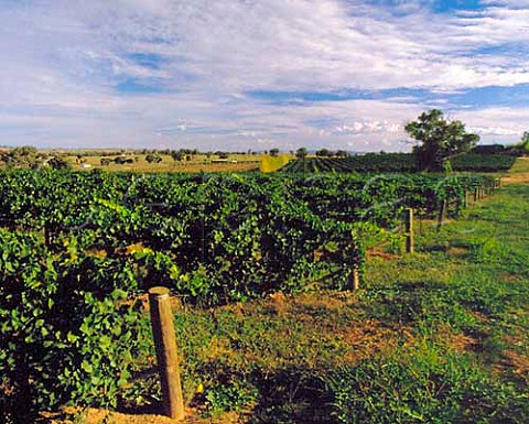Vineyard of Rothbury Estate Cowra New South Wales Australia  Cowra
