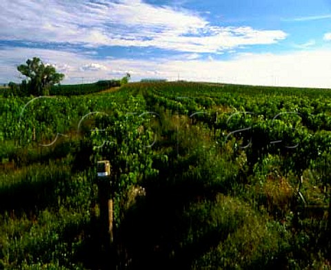 Vineyard of Rothbury Estate Cowra   New South Wales Australia  Cowra