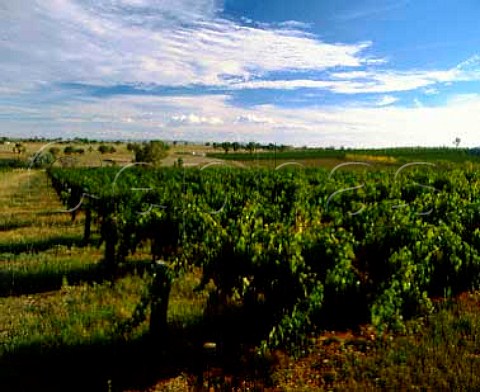 Vineyard of Rothbury Estate Cowra   New South Wales Australia  Cowra