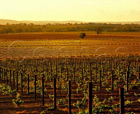 Vineyards on Richmond Grove estate   owned by Orlando Cowra New South Wales Australia