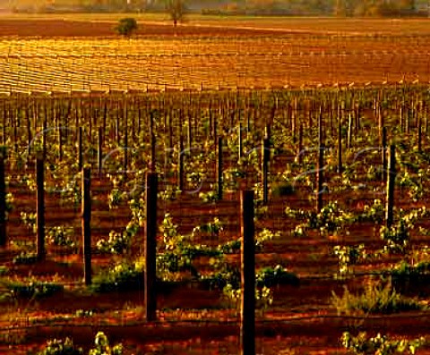 Vineyards on Richmond Grove estate   owned by Orlando Cowra New South Wales Australia