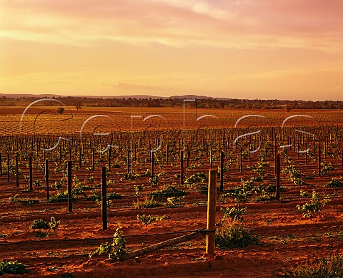 Young vineyard of Richmond Grove Cowra New South Wales Australia