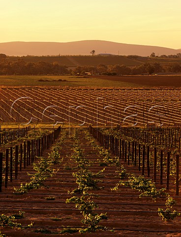 Irrigation pipes in young vineyard originally Richmond Grove estate Cowra New South Wales Australia