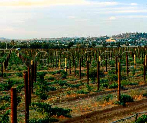 Vineyards on Richmond Grove estate   owned by Orlando Cowra New South Wales Australia