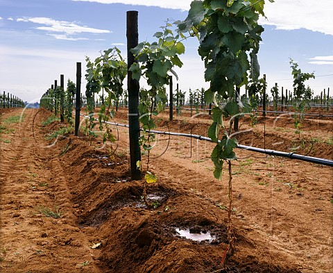 Drip irrigation of young vines originally Richmond Grove estate  Cowra New South Wales Australia