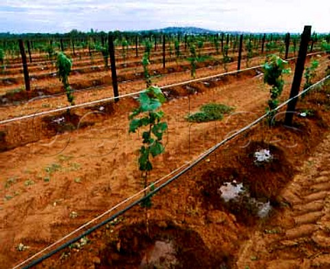 Drip irrigation of young vines on   Richmond Grove estate owned by Orlando   Cowra New South Wales Australia