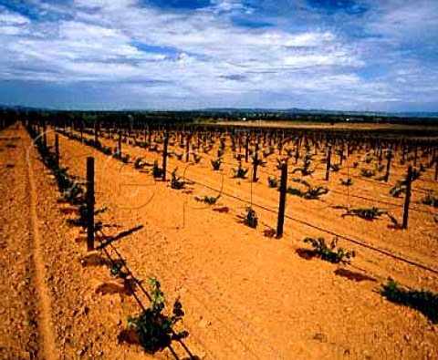 Drip irrigation of young vines on   Richmond Grove estate owned by Orlando   Cowra New South Wales Australia