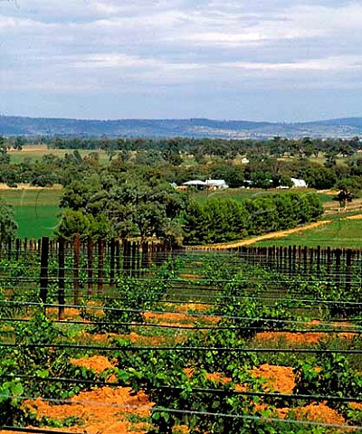 Vineyards on Richmond Grove estate   owned by Orlando Cowra New South Wales Australia