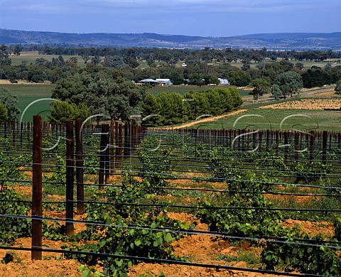 Irrigated vineyards originally Richmond Grove estate at Cowra New South Wales Australia