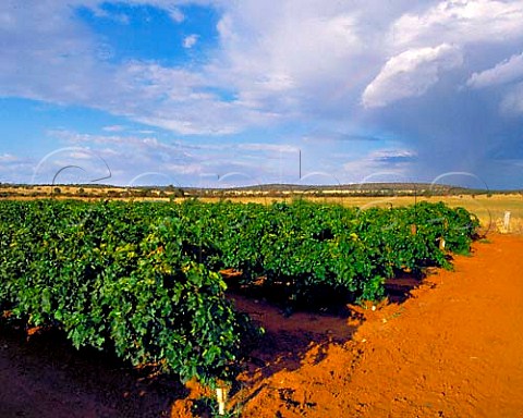 Sultana Thompson Seedless vineyard    Griffith New South Wales Australia   Riverina