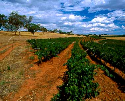 Cabernet Sauvignon vineyard of Knappstein Wines    Clare South Australia     Clare Valley