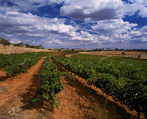 Cabernet Sauvignon vineyard of Knappstein Wines  Clare South Australia Clare Valley