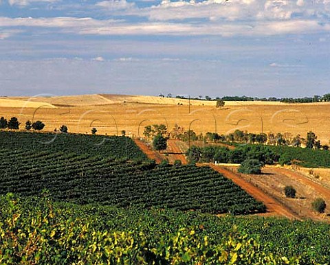 Petaluma vineyards in the Clare Valley near Clare   South Australia Tim Knappstein vineyard right of   road