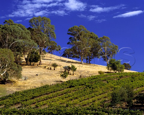 Pearsons Vineyard Penwortham South Australia  Clare Valley