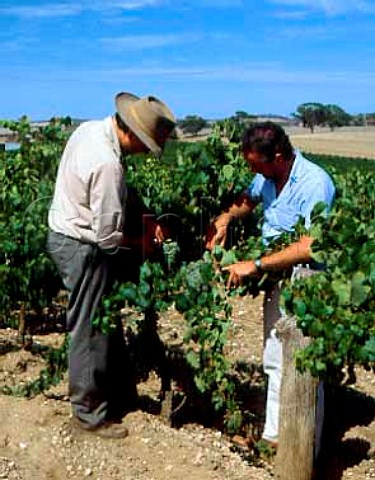 Inspecting Riesling grapes in vineyard of Annies Lane Watervale South Australia      Clare Valley