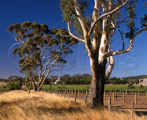 Hill of Grace vineyard owned by Henschke where the Shiraz vines are over 100years old  Gnadenberg Church is in the background Keyneton South Australia  Eden Valley