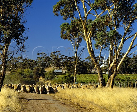 Moving sheep by the Hill of Grace vineyard of Henschke where the Shiraz vines are over 100years old  Gnadenberg Church is in the background  Keyneton South Australia  Eden Valley