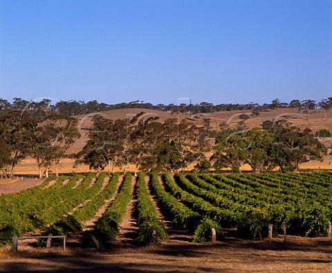 Mount Edelstone vineyard of Henschke   Keyneton South Australia   Eden Valley