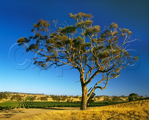Mount Edelstone vineyard of Henschke Keyneton  South Australia Eden Valley