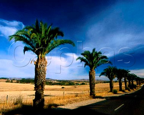 Palm tree avenue on Seppeltsfield Estate   Nuriootpa South Australia  Barossa Valley