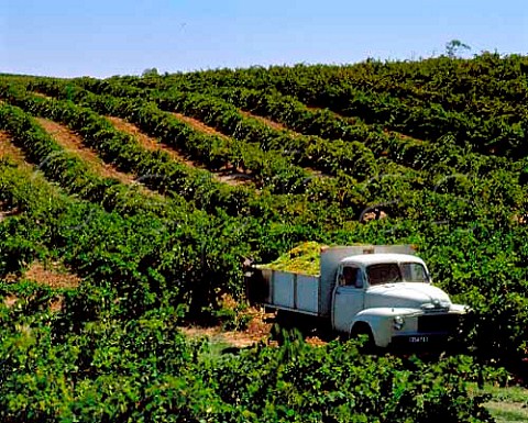 Lorry load of grapes in vineyard Tanunda South   Australia  Barossa Valley