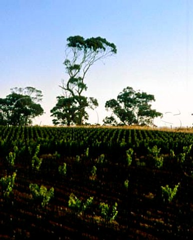 New vineyard near Tanunda South Australia  Barossa Valley